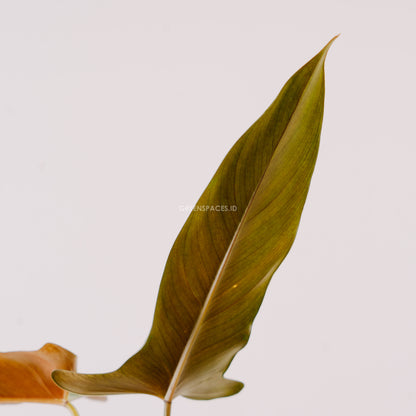 Philodendron Mexicanum - Greenspaces.id