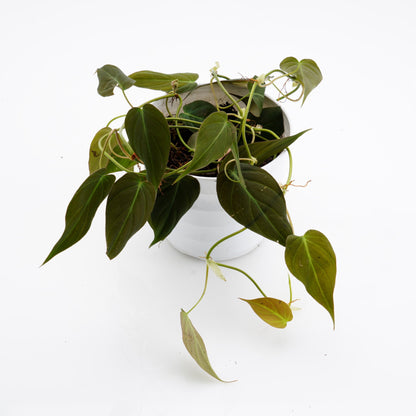 Philodendron Mican