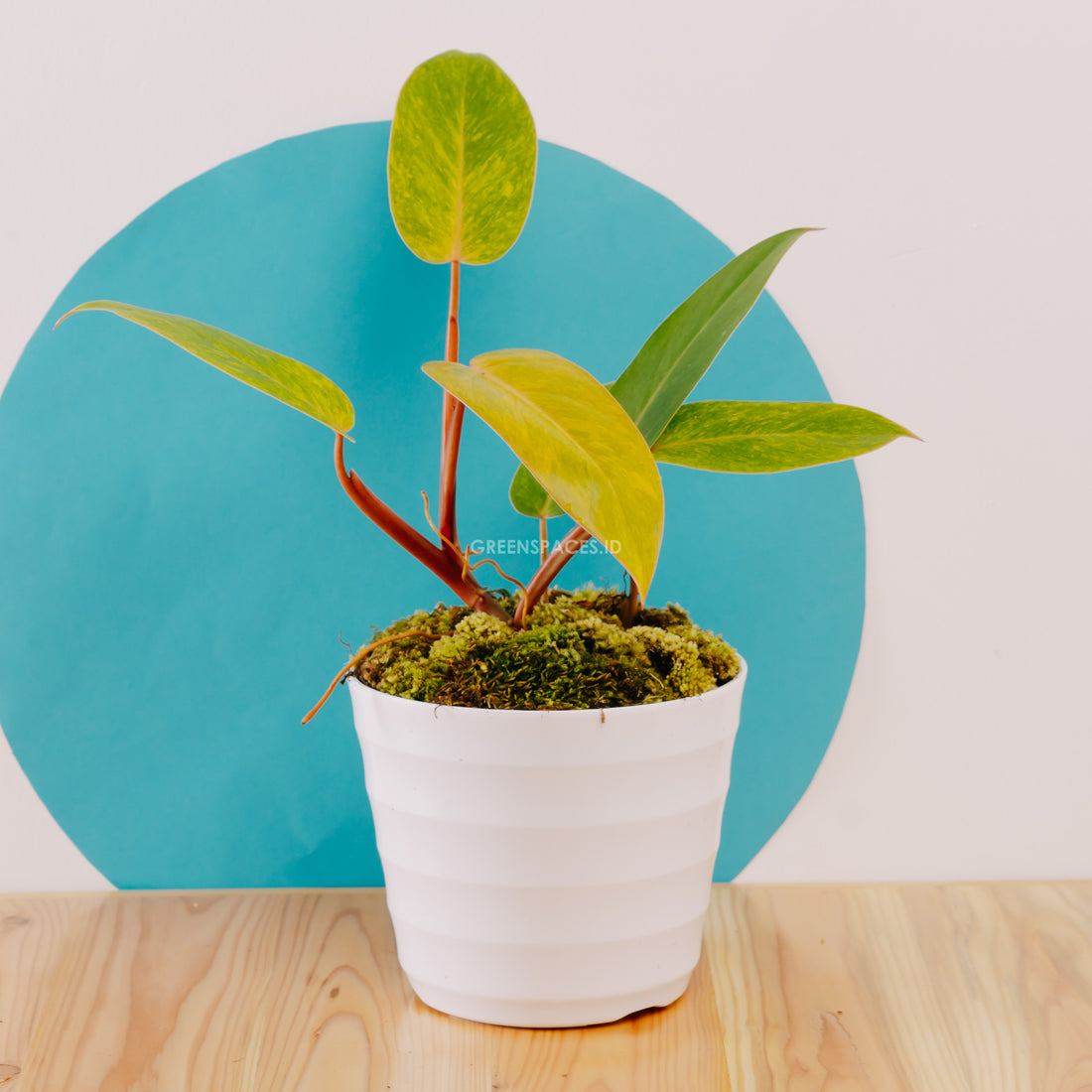 Philodendron Collection | Greenspaces.id