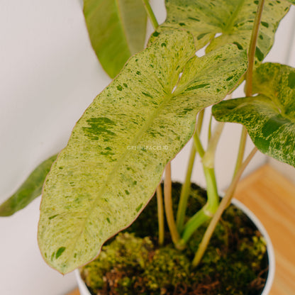 Philodendron Paraiso Verde - Greenspaces.id