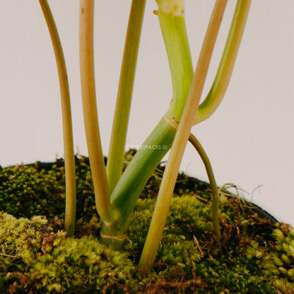 Philodendron Paraiso Verde - Greenspaces.id