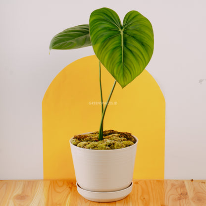 Philodendron Pastazanum - Greenspaces.id