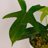 Philodendron Pedatum - Greenspaces.id