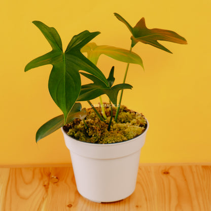 Philodendron Pedatum - Greenspaces.id