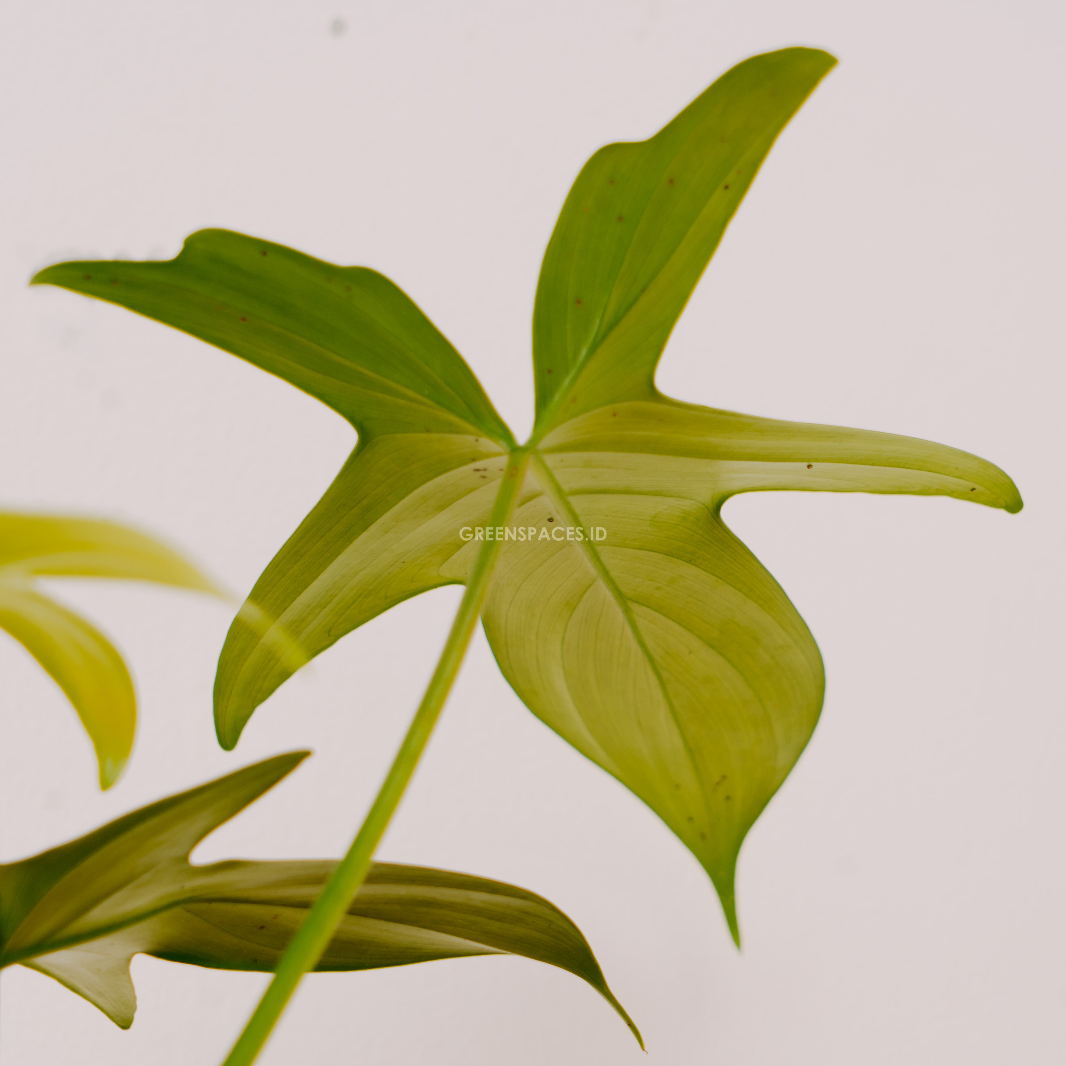 Philodendron Pedatum - Greenspaces.id