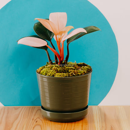 buy pink congo philodendron Philodendron Pink Congo – Greenspaces.id