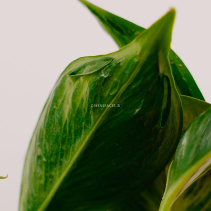 Philodendron Shangri La - Greenspaces.id