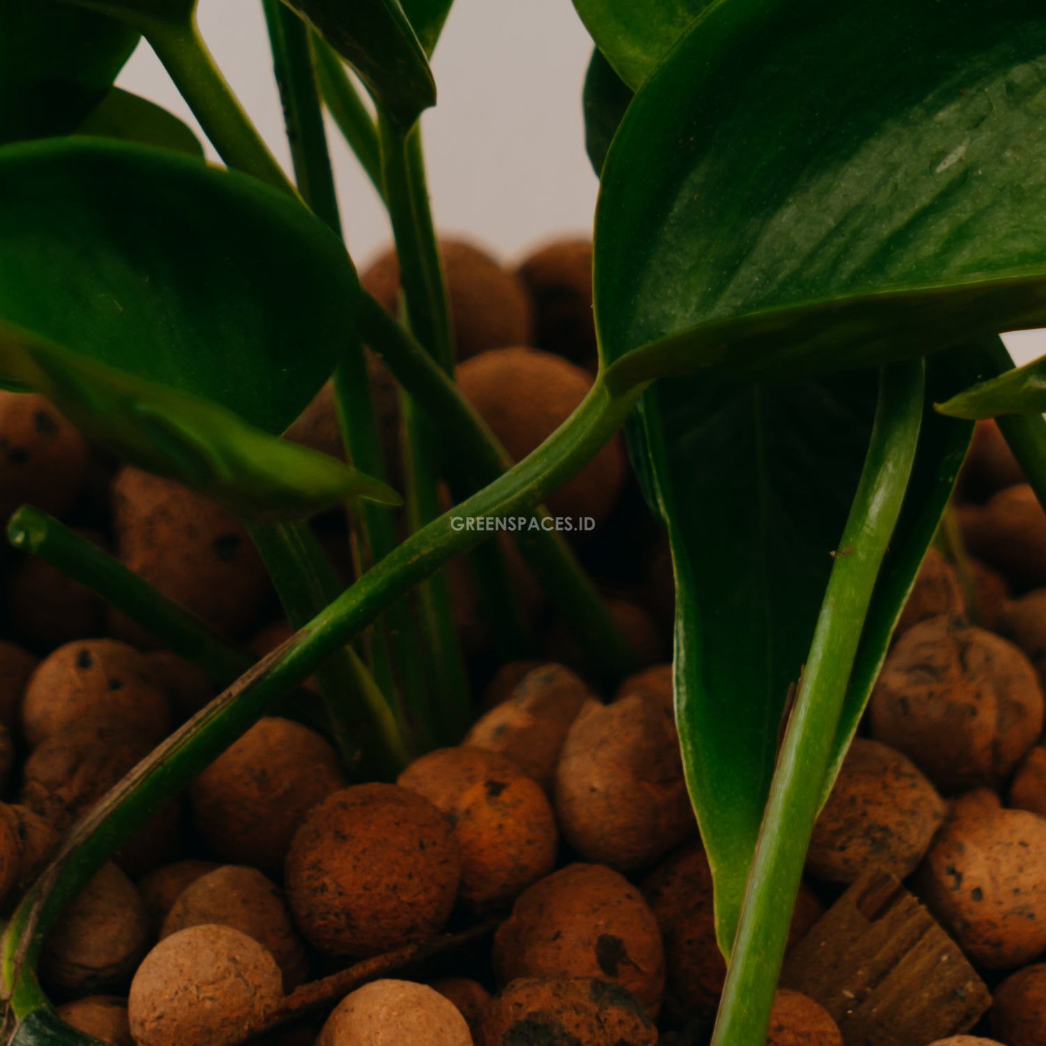 philodendron shangri la plant Epipremnum Shangri La – Greenspaces.id