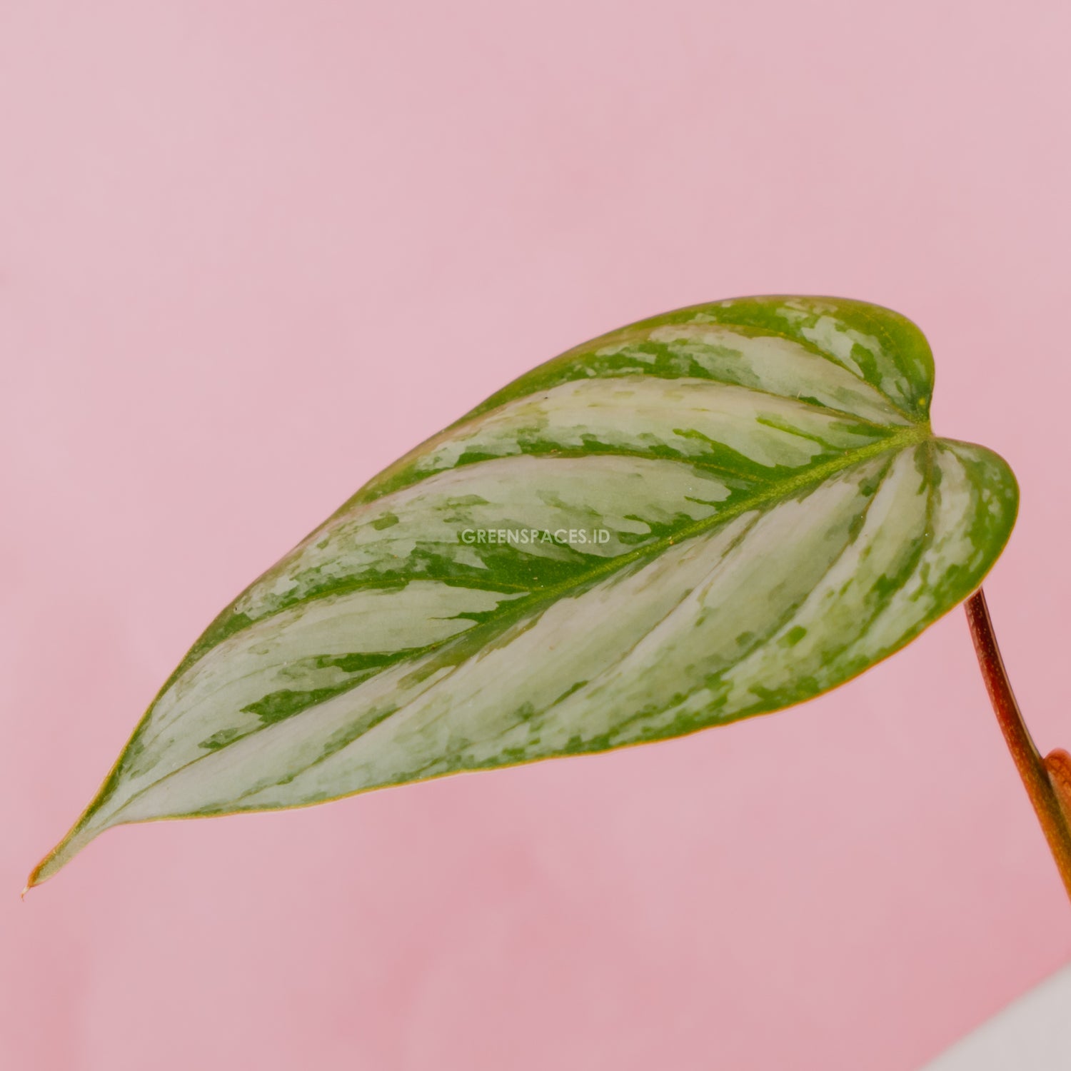 philodendron sodiroi mini Philodendron Sodiroi – Greenspaces.id