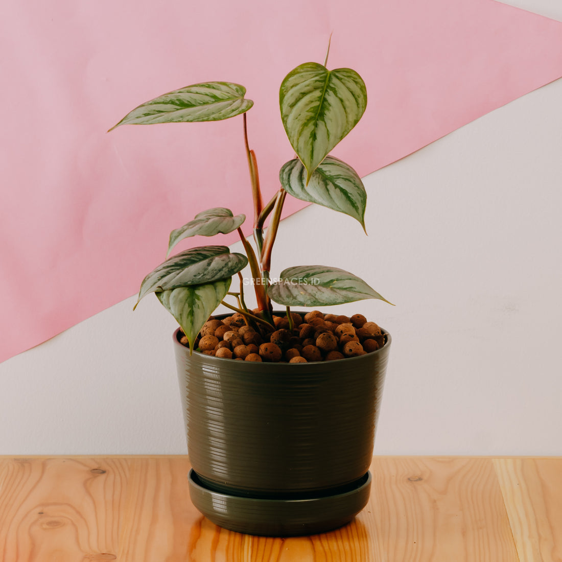 Philodendron Sodiroi Little - Greenspaces.id