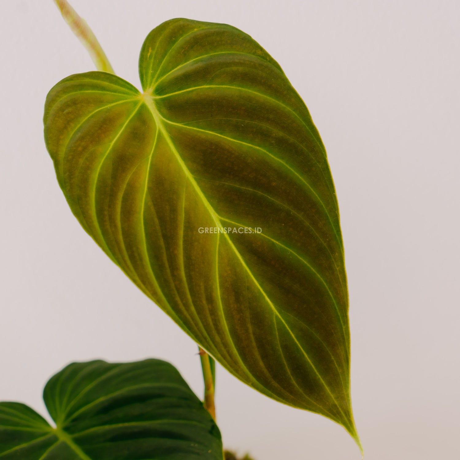 philodendron verrucosum x melanochrysum Philodendron Splendid (Verrucosum x Melanochrysum)