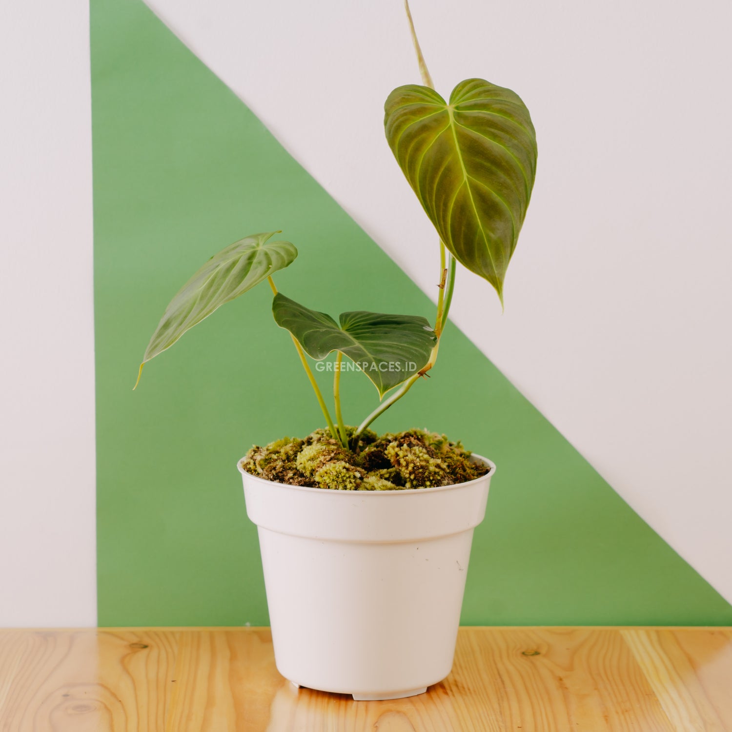 philodendron splendid vs melanochrysum Philodendron Splendid (Verrucosum x Melanochrysum) – Greenspaces.id