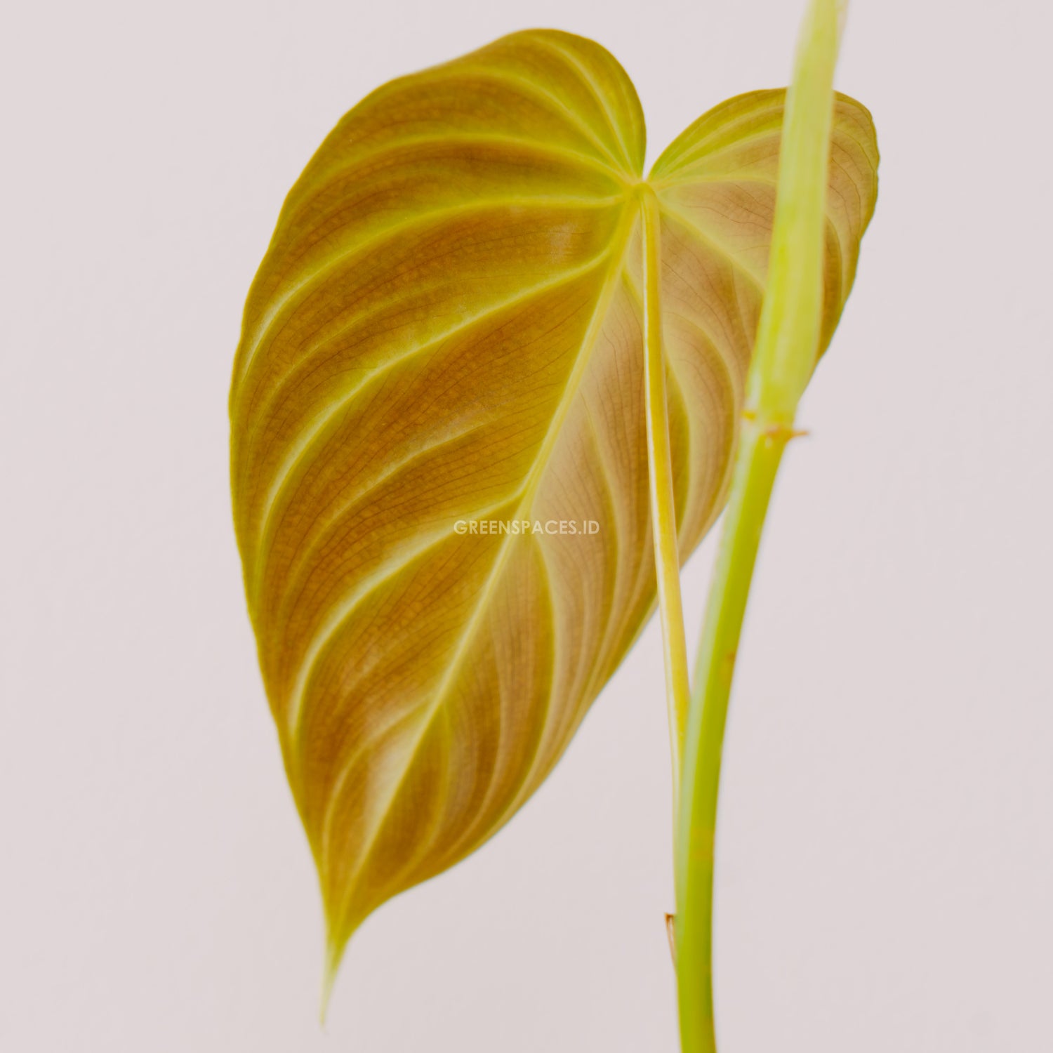 philodendron verrucosum x melanochrysum Philodendron Splendid (Verrucosum x Melanochrysum)