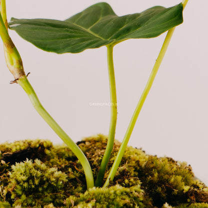 Philodendron Splendid - Greenspaces.id