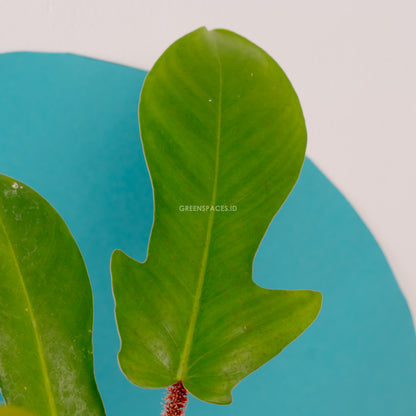 Philodendron Squamiferum - Greenspaces.id