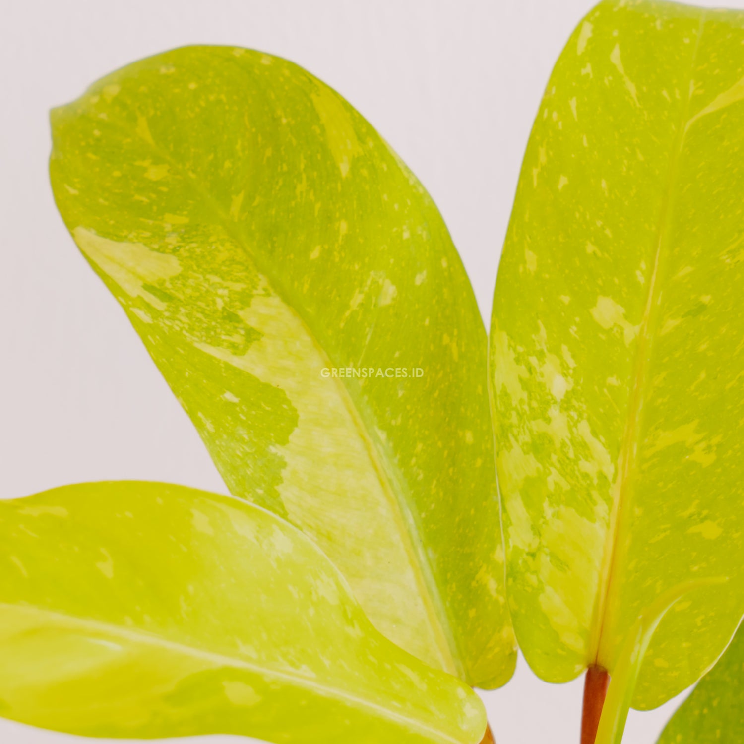 philodendron thai sunrise vs lemon lime Philodendron Thai Sunrise – Greenspaces.id