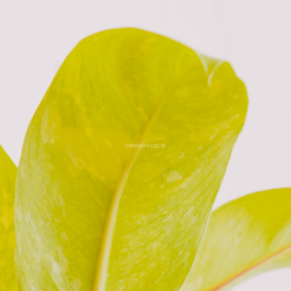 philodendron thai sunrise for sale Philodendron Thai Sunrise – Greenspaces.id