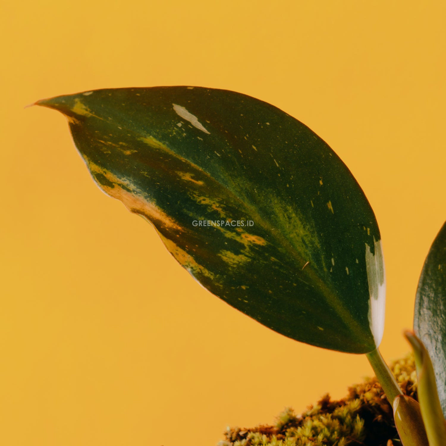 philodendron white spots Philodendron White Knight