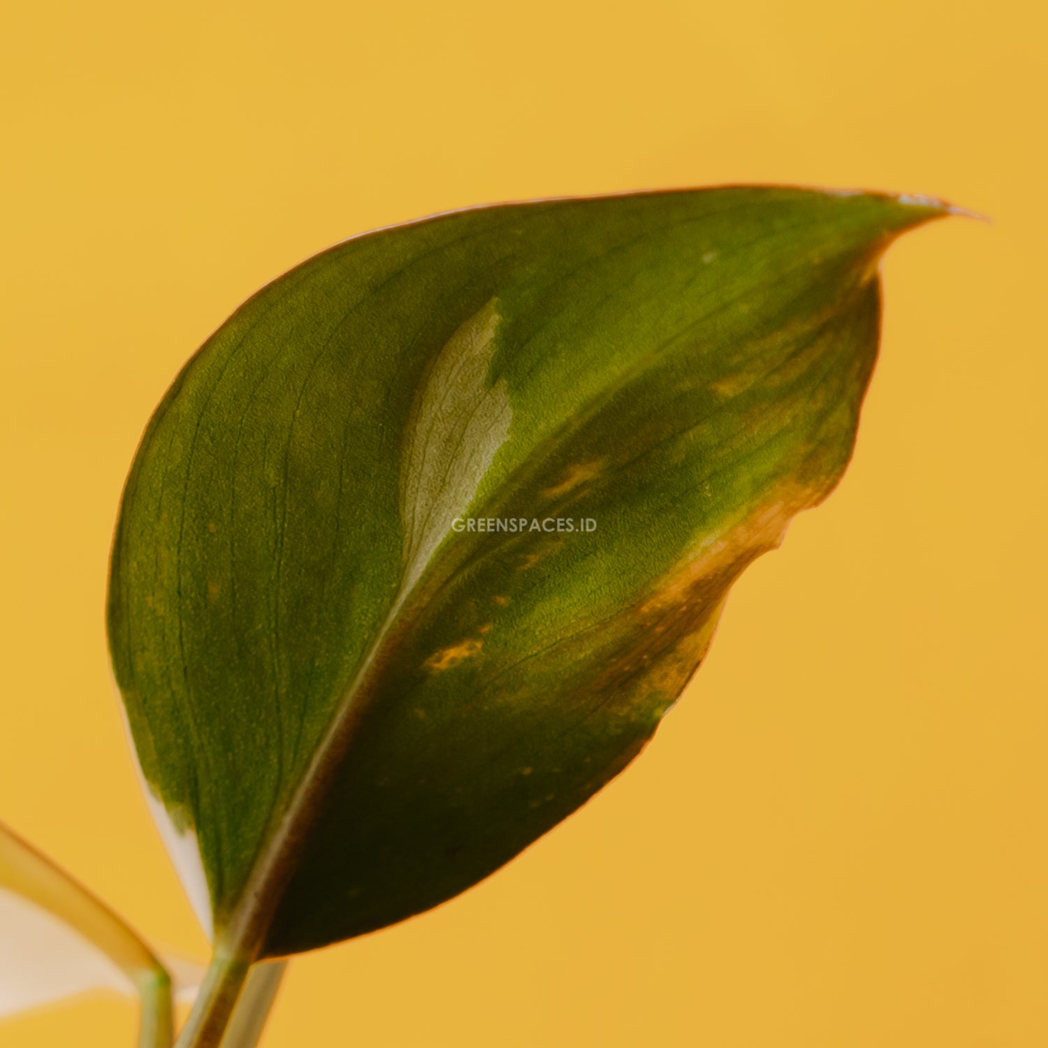 philodendron white spots Philodendron White Knight