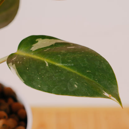 Philodendron White Princess - Greenspaces.id