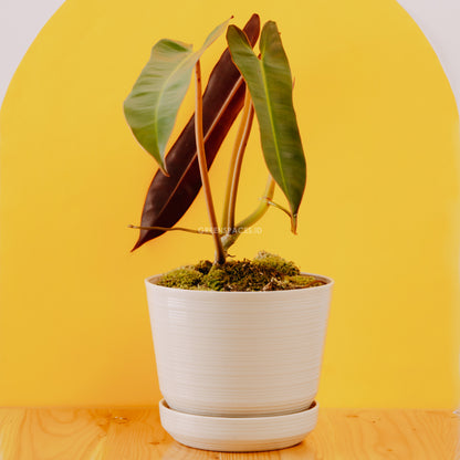 Philodendron atabapoense - Greenspaces.id