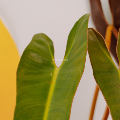 Philodendron atabapoense - Greenspaces.id