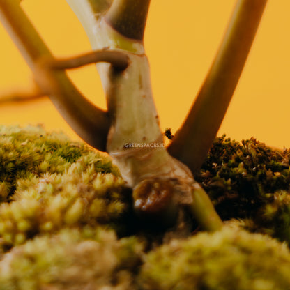 Philodendron atabapoense - Greenspaces.id