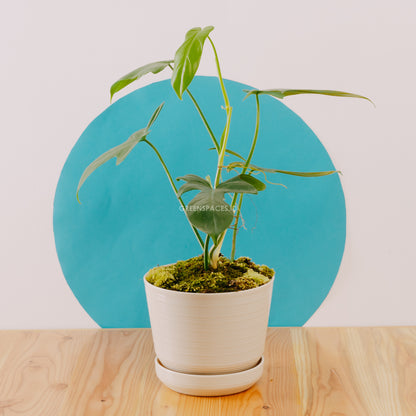 Philodendron Bipennifolium