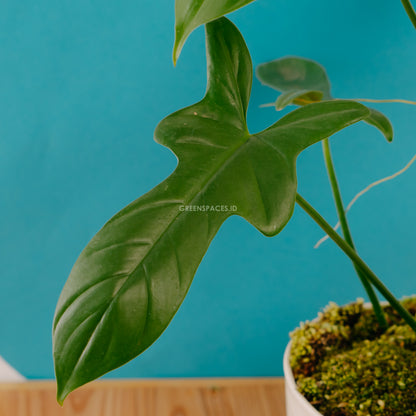 Philodendron Bipennifolium