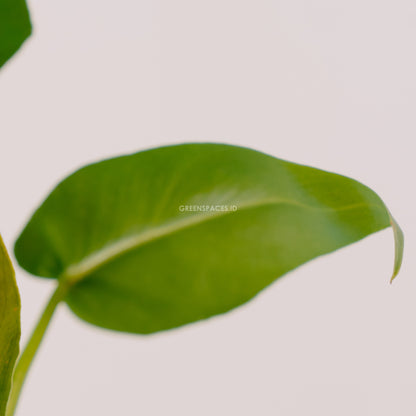 Philodendron Bob cee