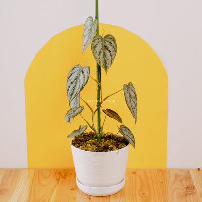 Philodendron Brandtianum