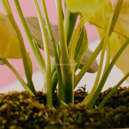 Philodendron Burlemarx Variegated