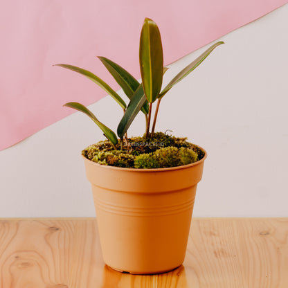 Philodendron Callosum