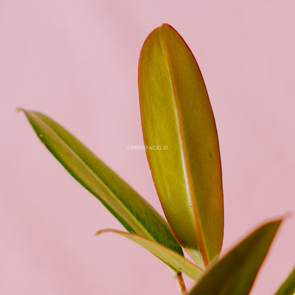 Philodendron Callosum