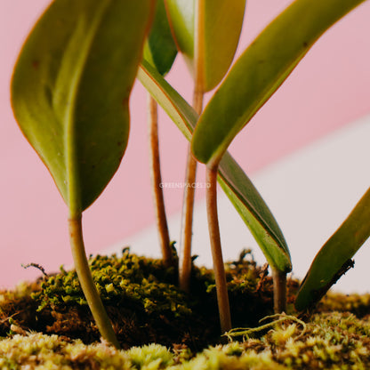 Philodendron Callosum