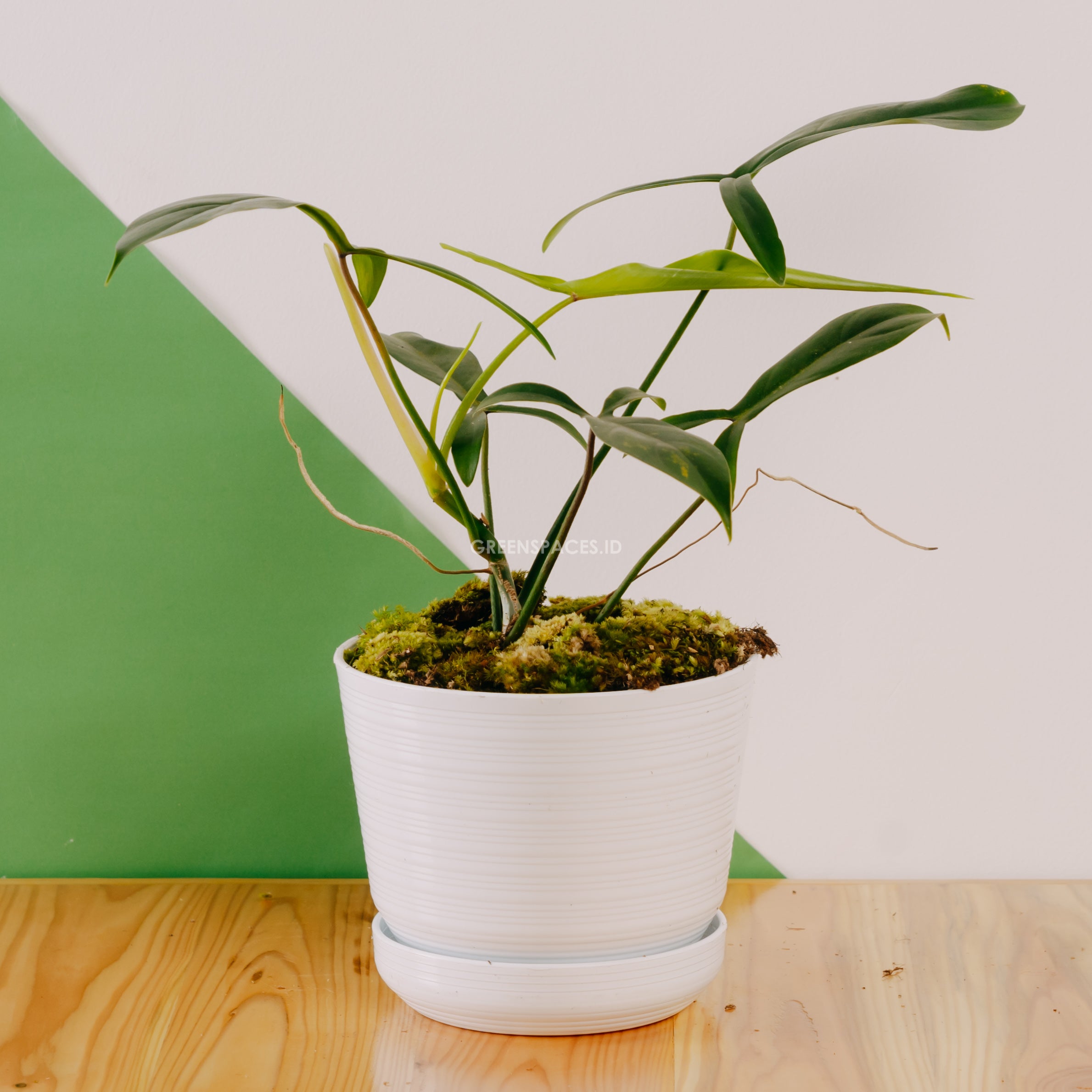 Philodendron Code 69686 – Greenspaces.id