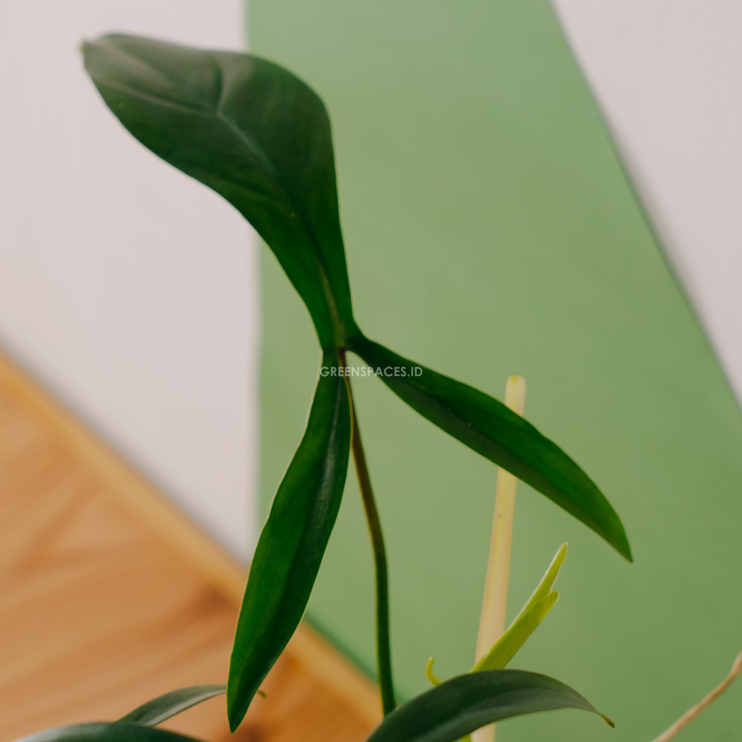 Philodendron Code 69686