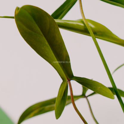 Philodendron Code 69686