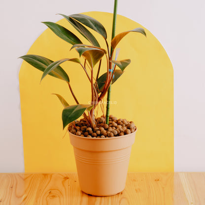 Philodendron Compact Congo