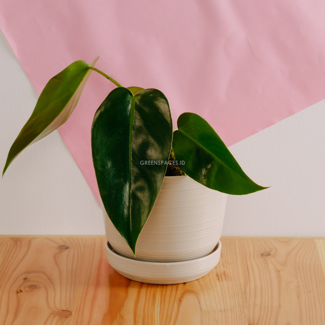 Philodendron Corcovadensis