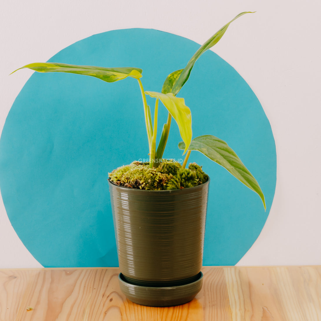 Philodendron Domesticum Variegated