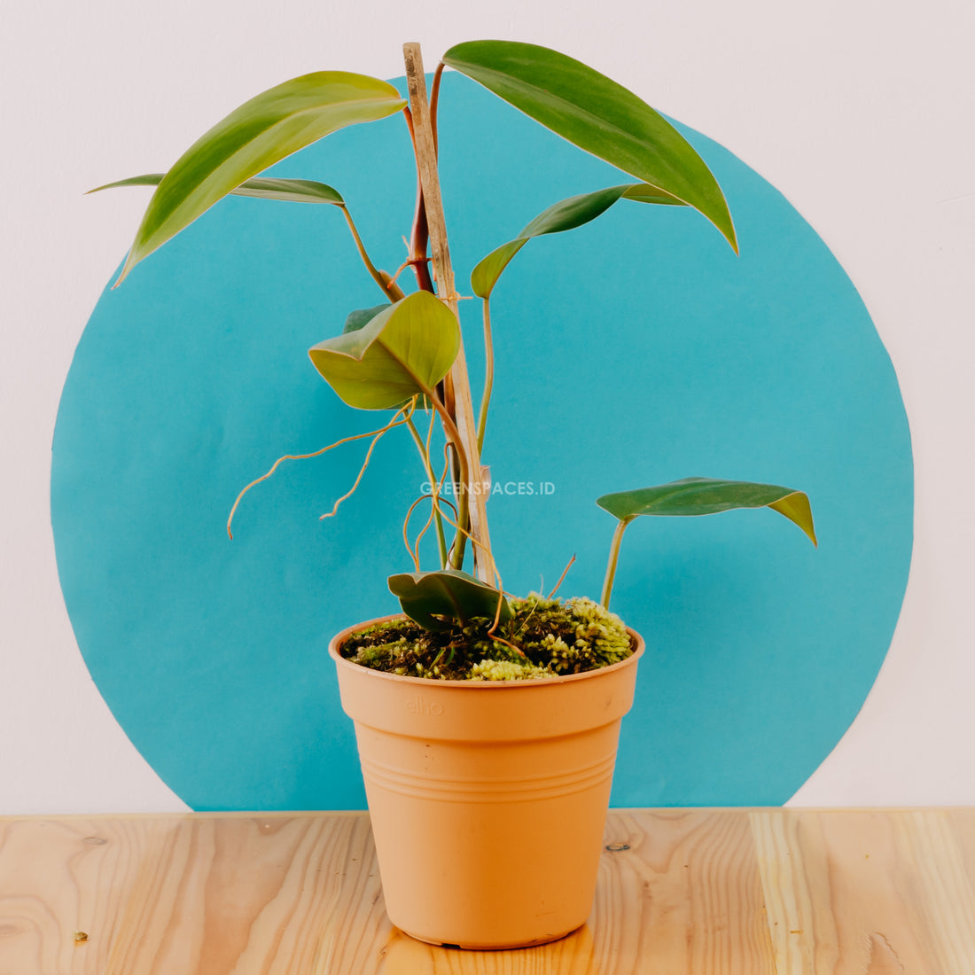 Philodendron Erubescens