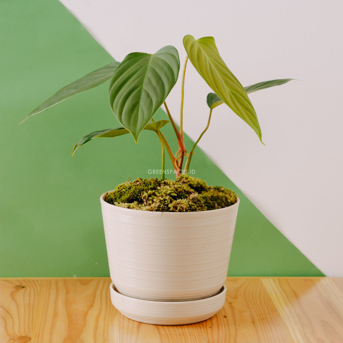 Philodendron Fuzzy Petiole