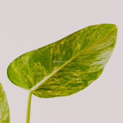 Philodendron Giganteum Marble Variegated