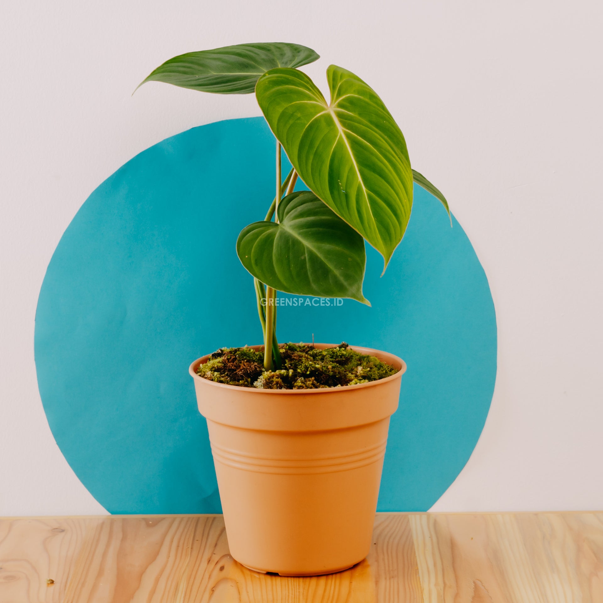 philodendron glosarium Philodendron Gloriosum – Greenspaces.id
