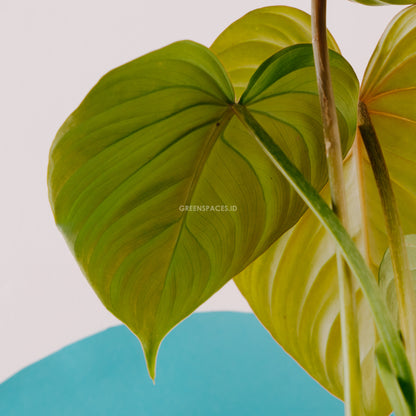 Philodendron Gloriosum