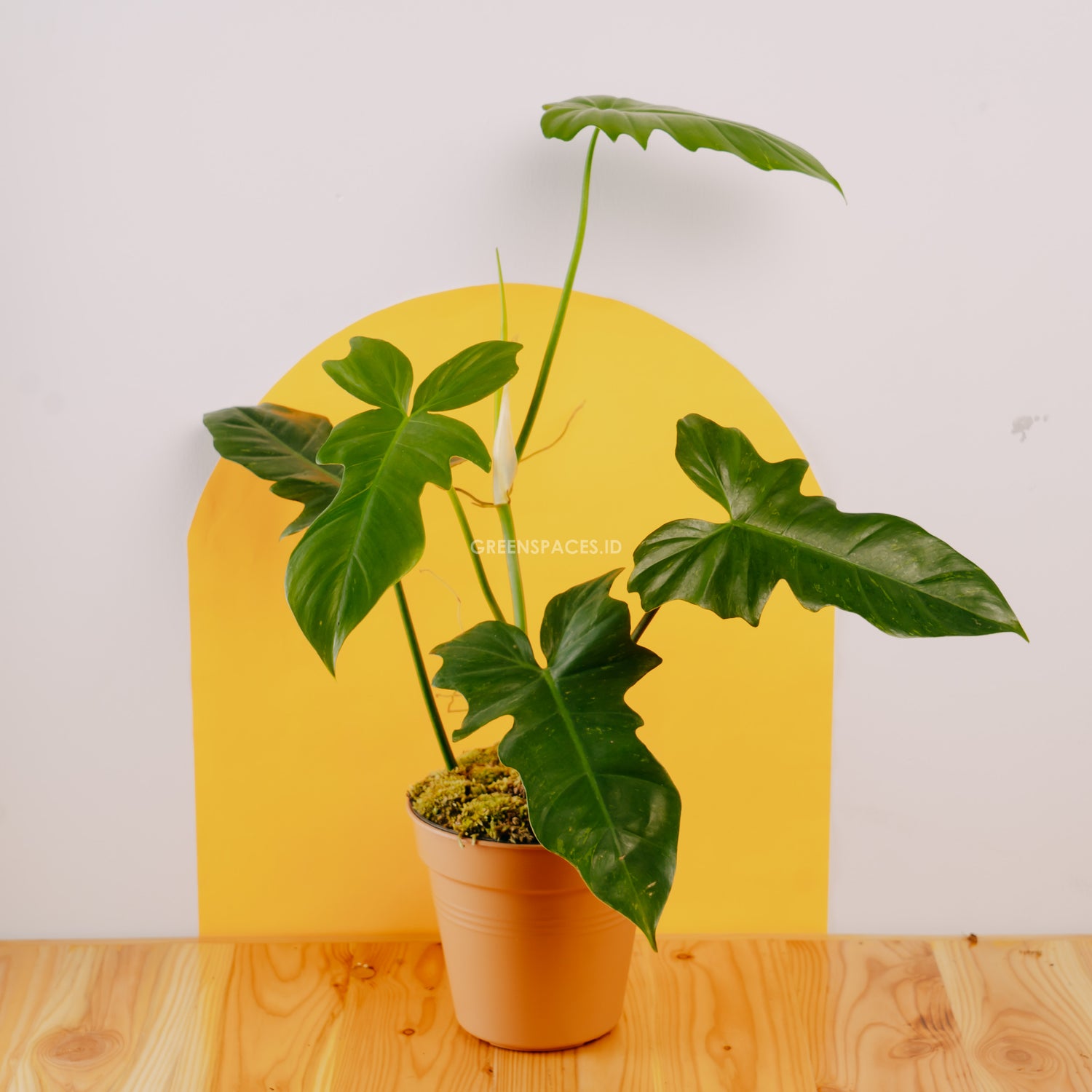 Philodendron Golden Dragon (Lime Fiddle)