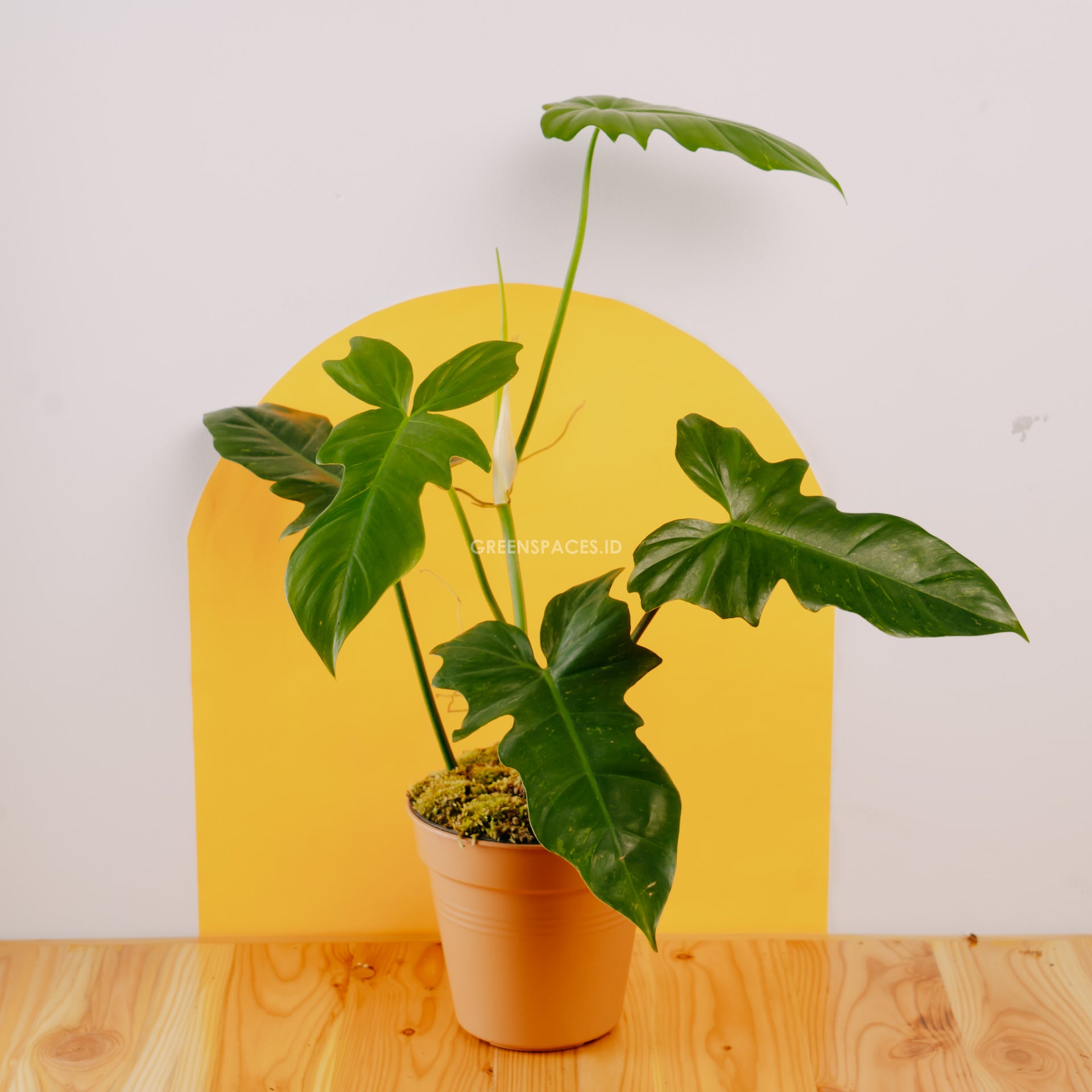 Philodendron Golden Dragon (Lime Fiddle) – Greenspaces.id