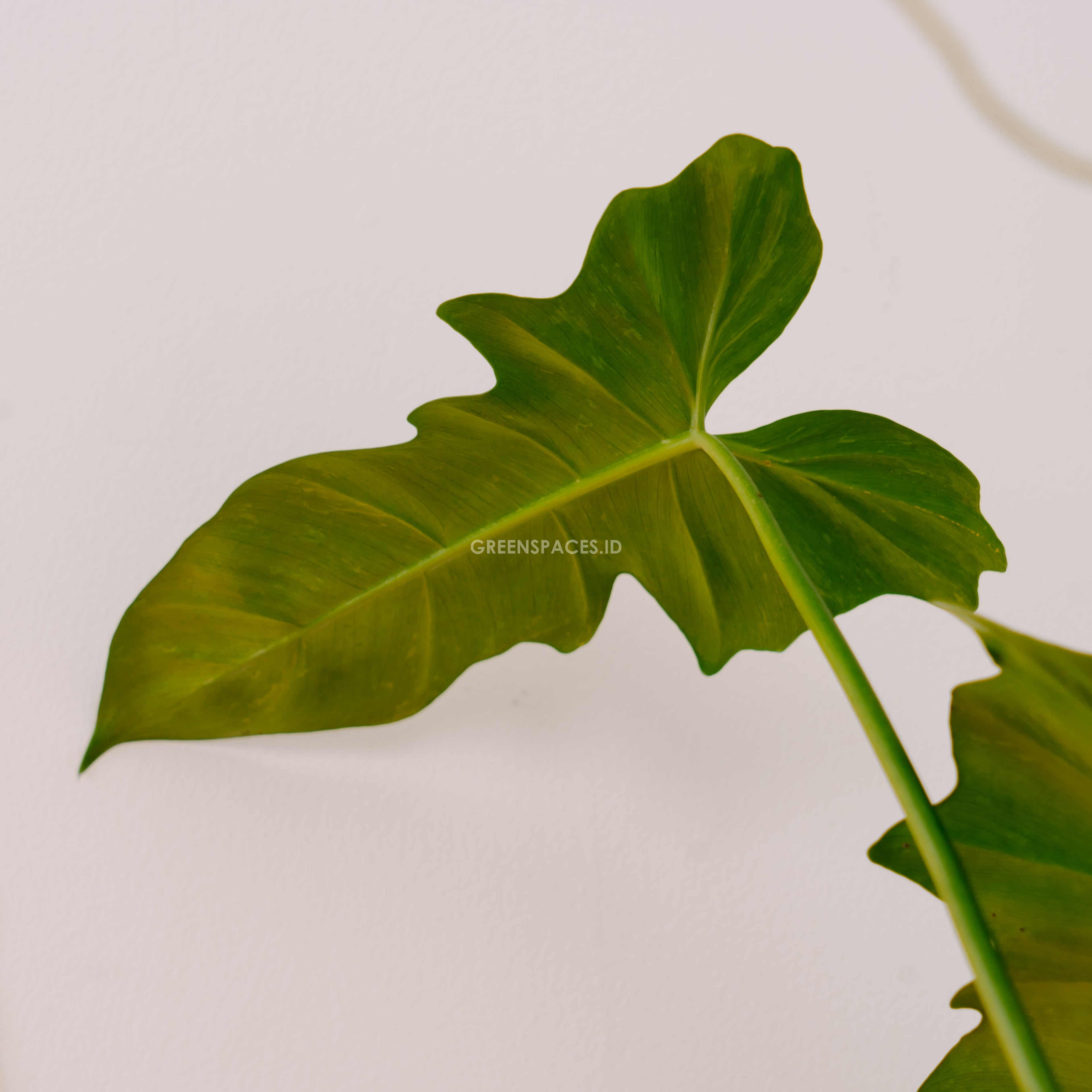Philodendron Golden Dragon (Lime Fiddle)