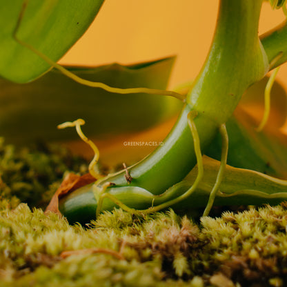Philodendron Grazielae